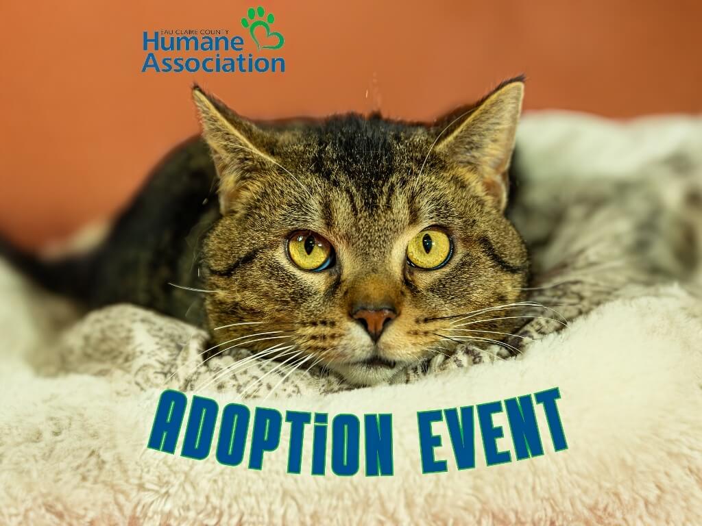 Adoption Event cat