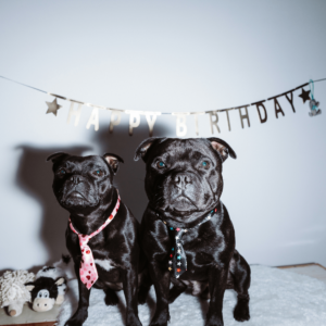 dog birthday party